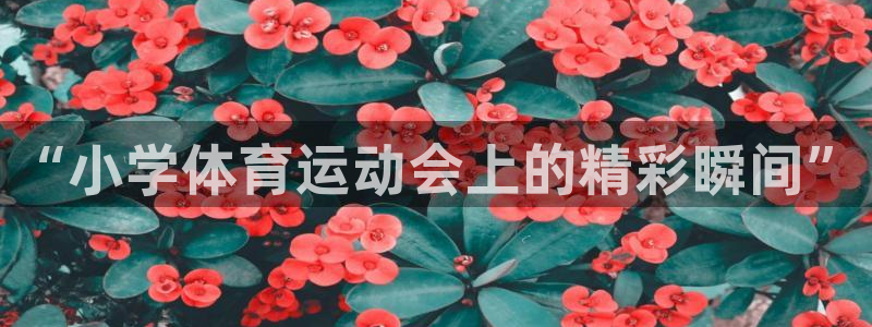bsports必一运动：“小学体育运动会上的精彩瞬间”